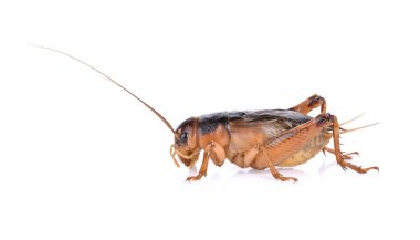 Gryllidae, düz kanatlılar beyaz arka plan üzerinde izole.