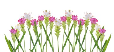 Siam Lale veya beyaz zemin üzerine Tayland Curcuma çiçek