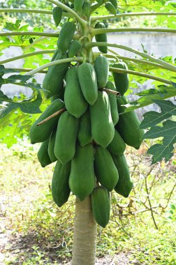 Papaya ağaç meyve ile.
