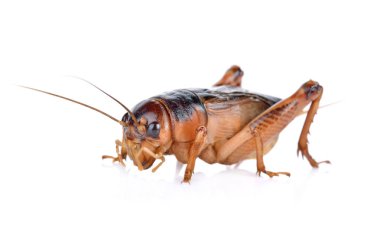 Gryllidae, düz kanatlılar beyaz arka plan üzerinde izole.