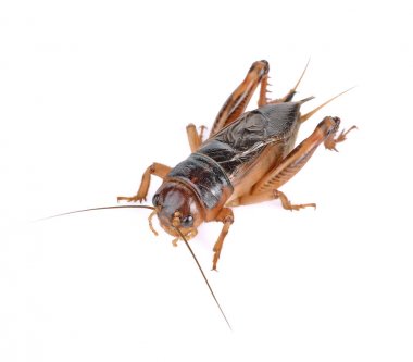 Gryllidae, düz kanatlılar beyaz arka plan üzerinde izole.