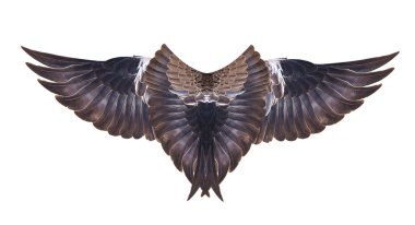 Yayılan beyaz arka plan üzerinde pinyon