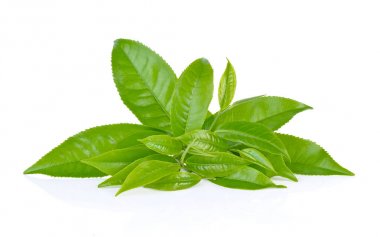 Beyaz arkaplanda yeşil çay yaprağı izole