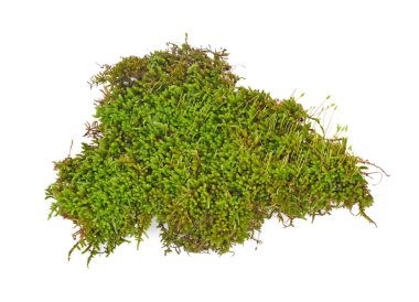 Yeşil Beyaz arka plan üzerinde yosun