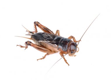 Gryllidae, düz kanatlılar beyaz arka plan üzerinde izole.