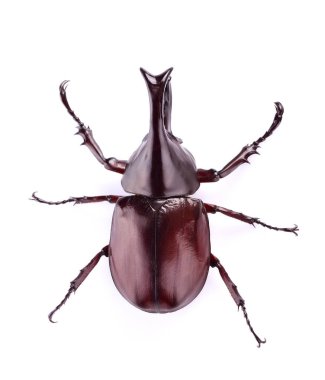 Dynastinae beyaz bir arka plan üzerinde