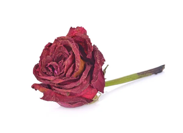 Dry roses isolated on white background — Stock Photo, Image