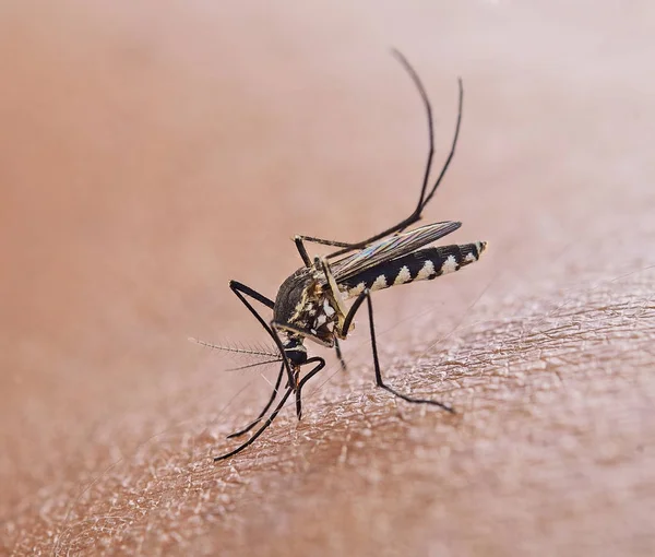 血を吸う蚊 — ストック写真