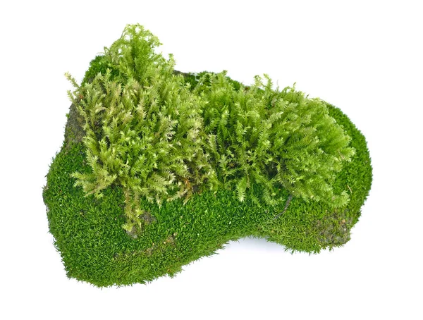 Moss, Green moss  isolated on  white background — Stock Photo, Image