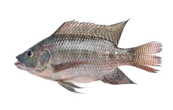Fisk, Oreochromis nilotica isolerad på vit bakgrund — Stockfoto