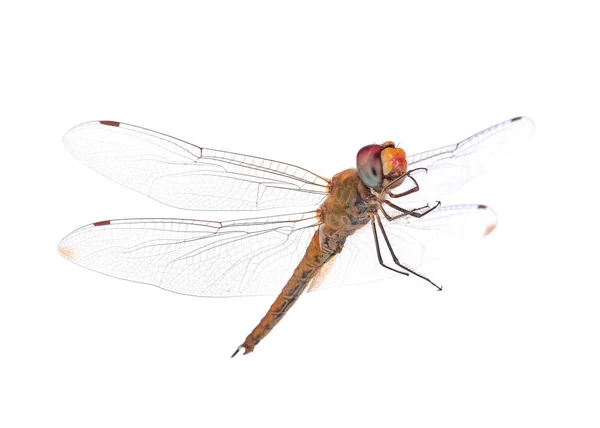 Dragonfly on white background — Stock Photo, Image