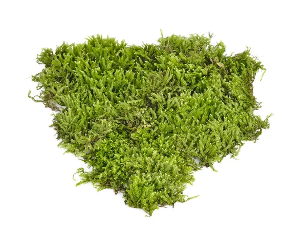 Зелений мох на білому тлі — стокове фото