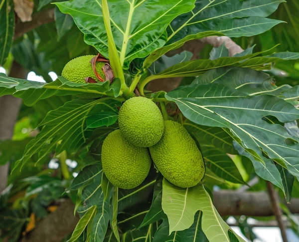 Breadfruit; jaca de frutas jóvenes —  Fotos de Stock