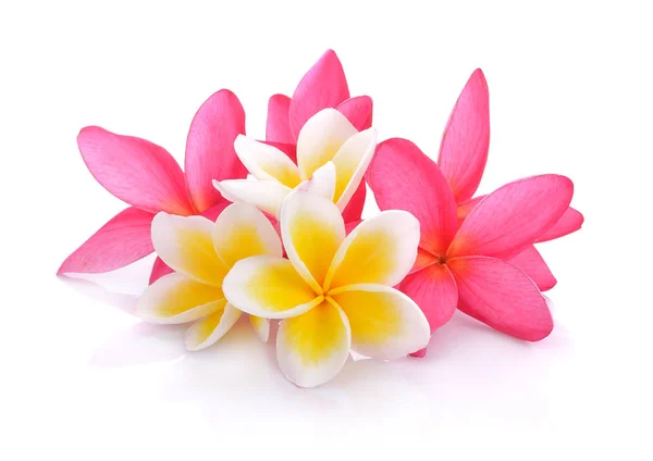 Flores tropicales frangipani (plumeria) aisladas sobre fondo blanco —  Fotos de Stock