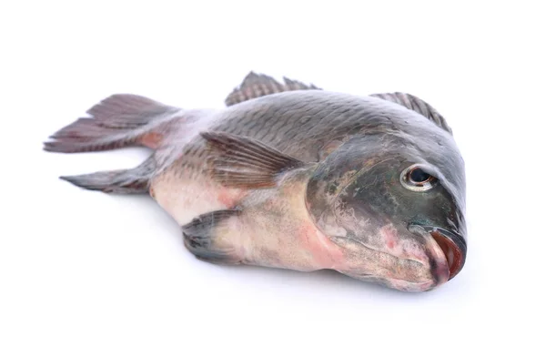 Peixe, Oreochromis nilotica isolado sobre fundo branco — Fotografia de Stock