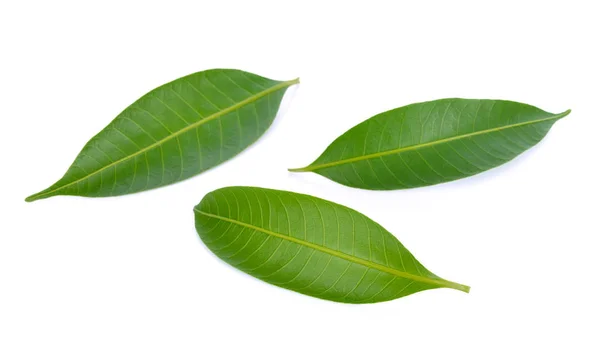 Φύλλα μάνγκο απομονωμένα σε λευκό φόντο — Φωτογραφία Αρχείου