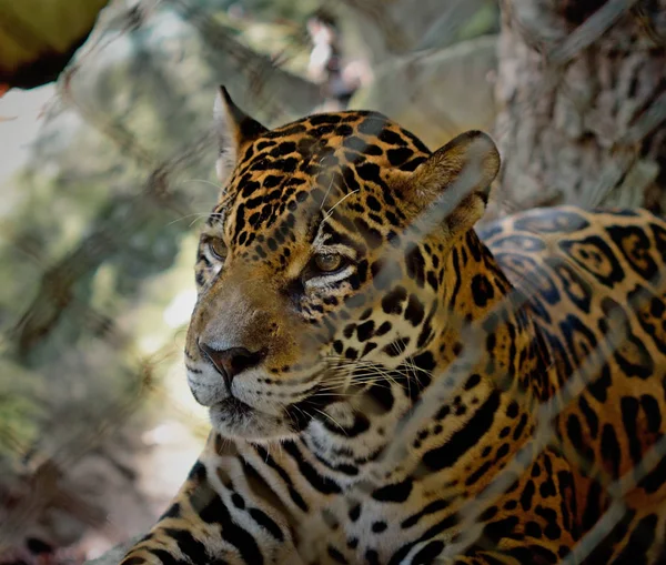 Leopardo, Pantera — Foto Stock