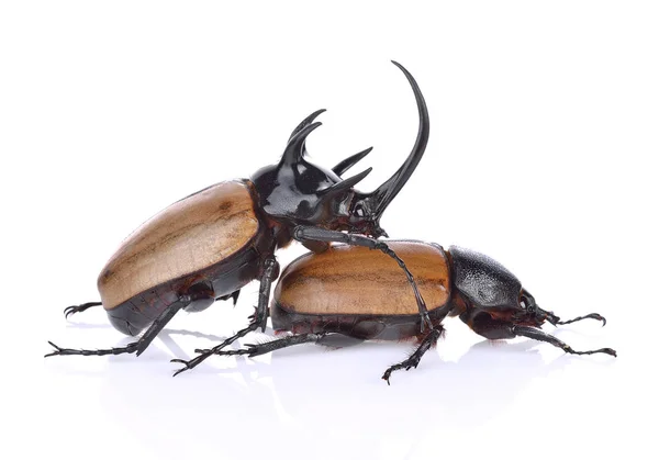 Rhinoceros beetle, Rhino beetle, Hercules skalbagge, Unicorn beetl — Stockfoto