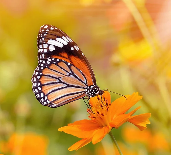 Vlinders en bloemen — Stockfoto