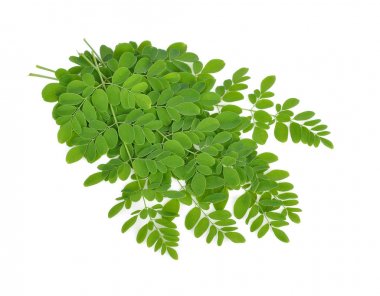Beyaz arka plan üzerinde Moringa oleifera bırakır