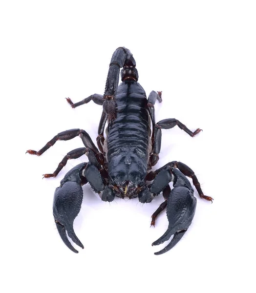 Scorpion van een witte achtergrond. — Stockfoto