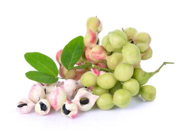 beyaz zemin üzerine Manila demirhindi