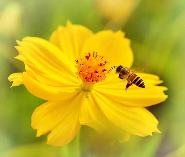 Flygande Honey Bee, honungsbinas pollineras av gul blomma — Stockfoto