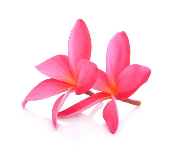 Frangipani flor no fundo branco . — Fotografia de Stock