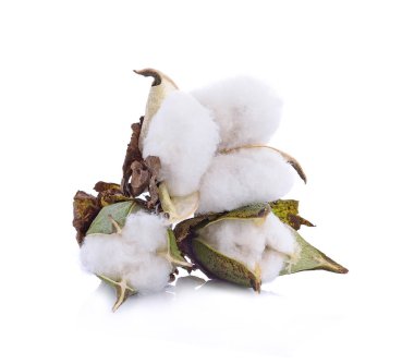 Beyaz arkaplanda yalıtılmış pamuk bitkisi