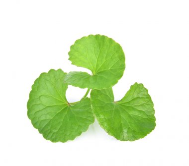 Centella asiatica beyaz arka plan üzerinde.