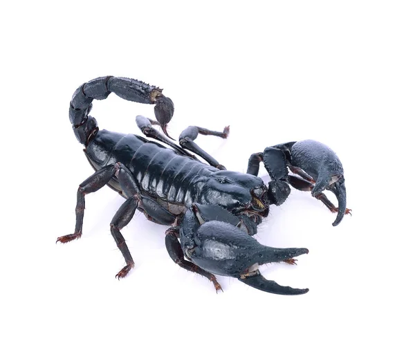 Scorpion d'un fond blanc . — Photo