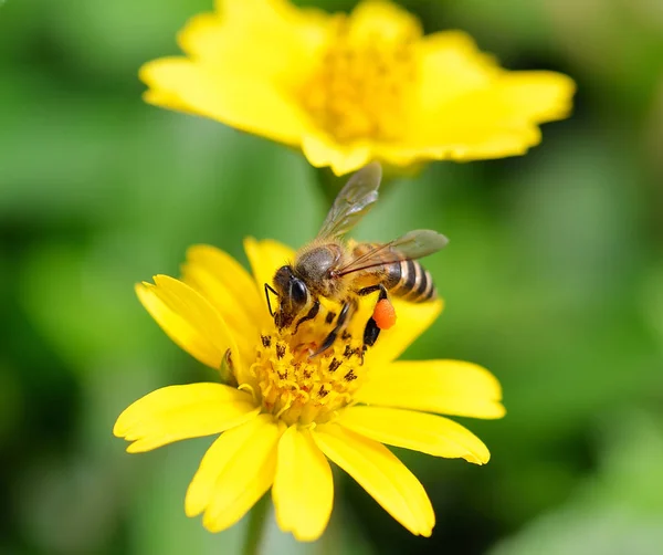 BI på en blomma. — Stockfoto