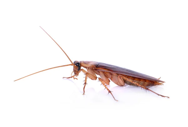 Cucaracha aislada sobre fondo blanco — Foto de Stock