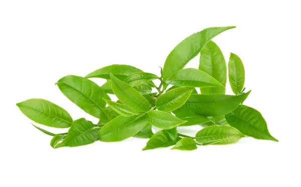 Φύλλα πράσινου τσαγιού απομονωμένα σε λευκό φόντο — Φωτογραφία Αρχείου