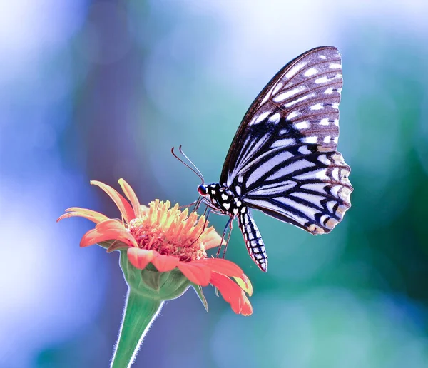 Mariposa en una flor —  Fotos de Stock