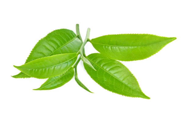 Folha de chá verde, chá isolado no fundo branco — Fotografia de Stock