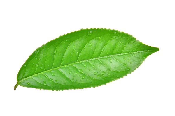 Hojas Té verde fresco con gotas de agua aisladas en bac blanco —  Fotos de Stock