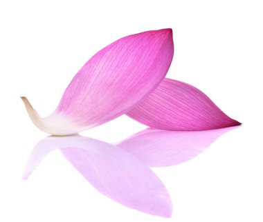 Closeup lotus yaprağı üzerinde beyaz arka plan üzerinde