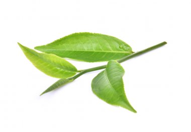 Yeşil Çay yaprağı, beyaz arka plan üzerinde izole çay