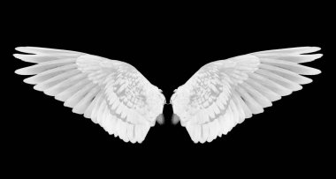 Yayılan beyaz çam ağacında