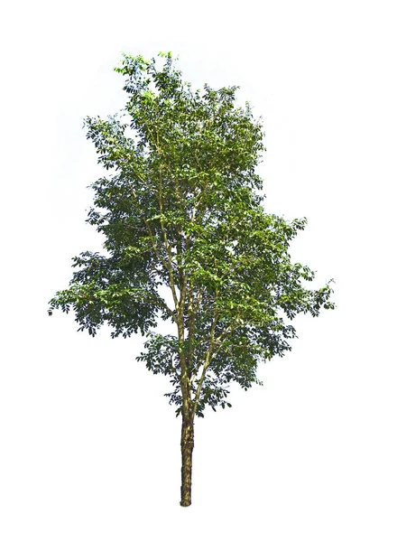 Geïsoleerde boom op een witte achtergrond — Stockfoto
