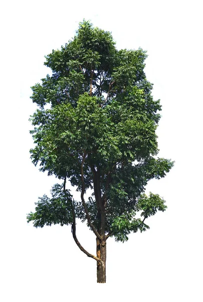 하얀 배경에 있는 고립된 나무 — 스톡 사진