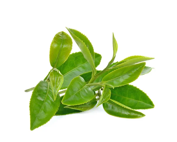 Hoja de té verde aislada sobre fondo blanco — Foto de Stock