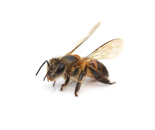 Бджола ізольована на білому — стокове фото