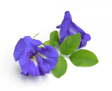 Clitoria ternatea veya üzerinde beyaz backgrou izole Aparajita çiçek