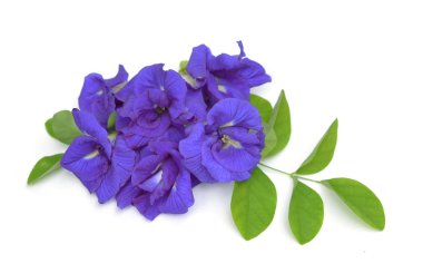 Clitoria ternatea veya üzerinde beyaz backgrou izole Aparajita çiçek