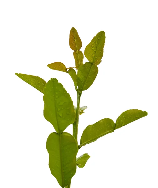 Folhas de limão Kaffir. — Fotografia de Stock