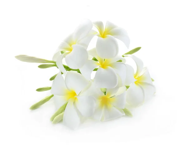 Flor frangipani aislada en blanco — Foto de Stock