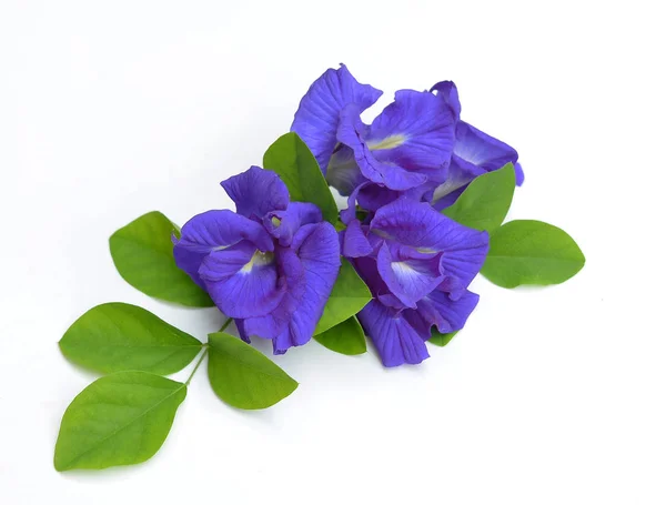 Clitoria ternatea eller Aparajita blomma isolerad på vit backgrou — Stockfoto