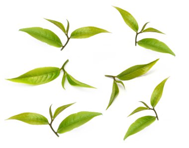 Beyaz arkaplanda yeşil çay yaprağı izole